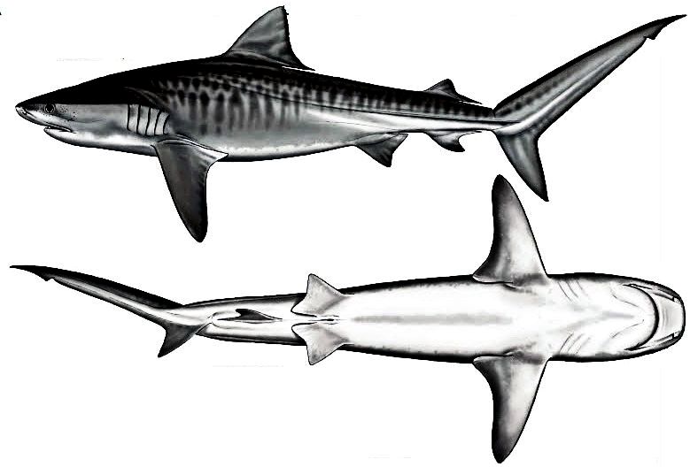 Galeocerdo cuvier_023.jpg